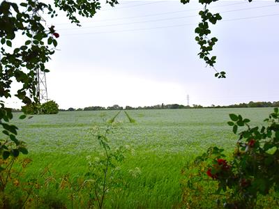 Picture 17